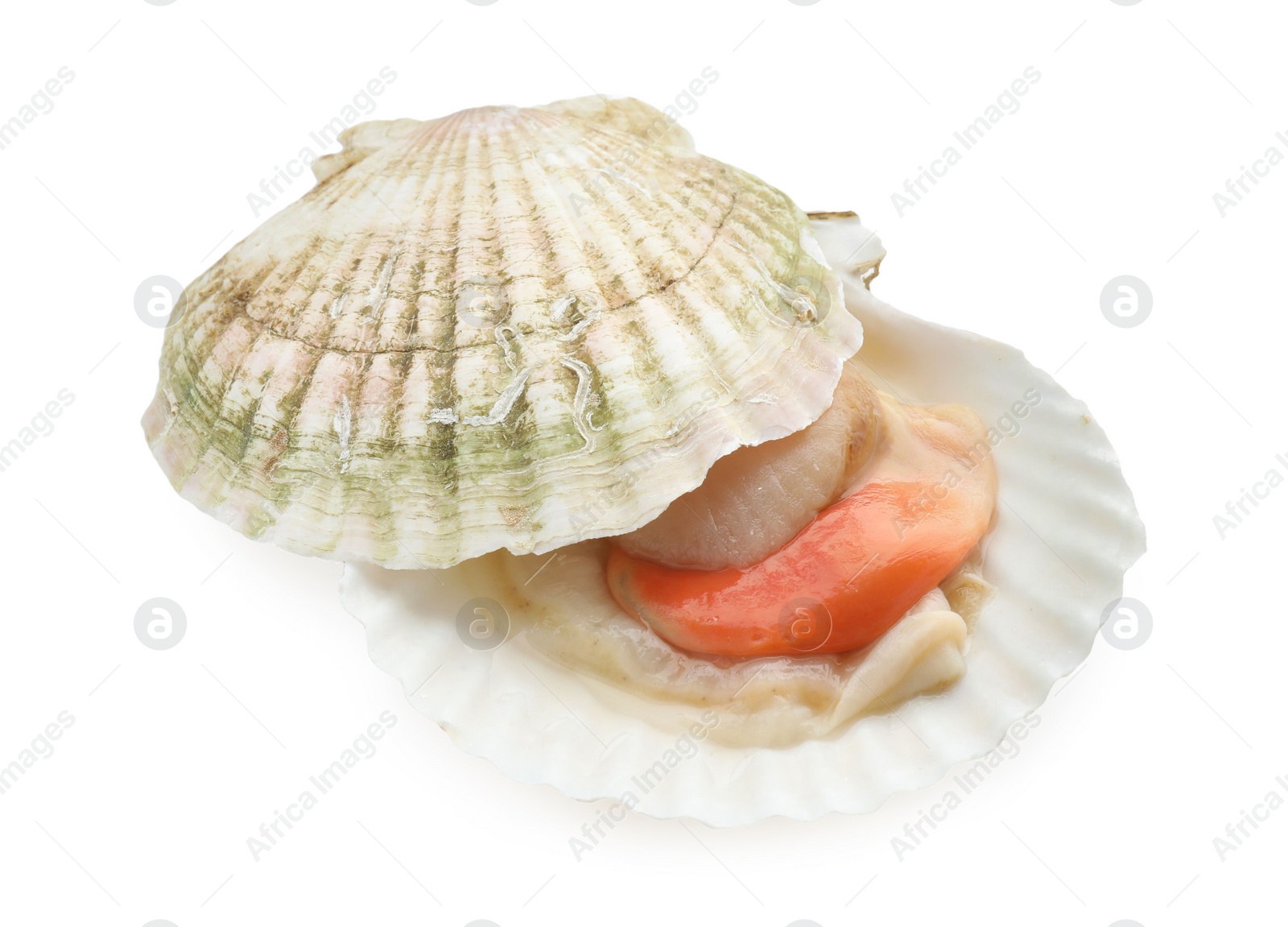 Photo of Fresh raw scallop with shell isolated on white