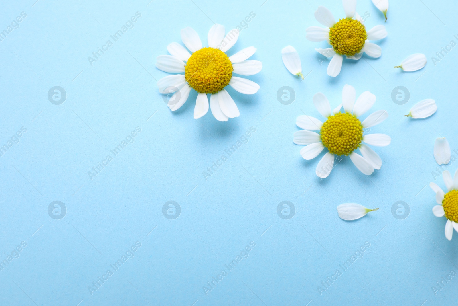 Photo of Beautiful chamomile flowers on light blue background, flat lay. Space for text