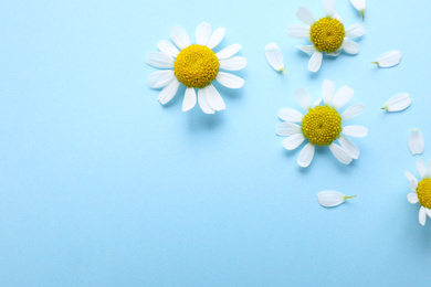 Photo of Beautiful chamomile flowers on light blue background, flat lay. Space for text