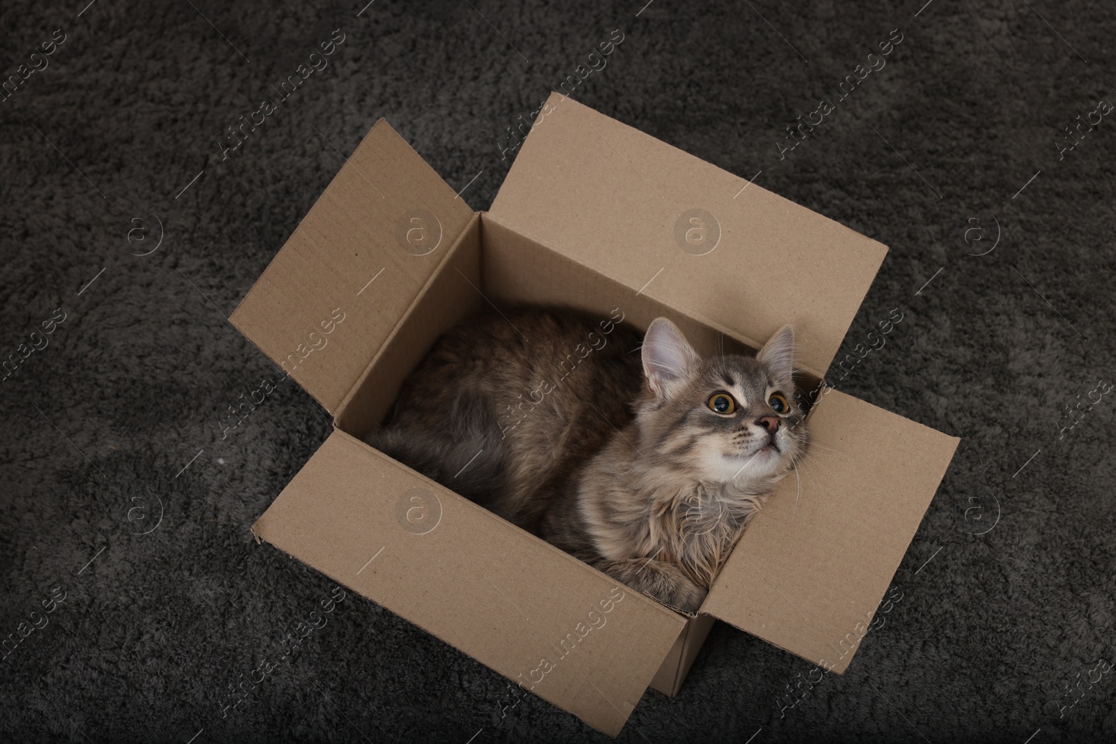 Photo of Cute fluffy cat in cardboard box on carpet, above view