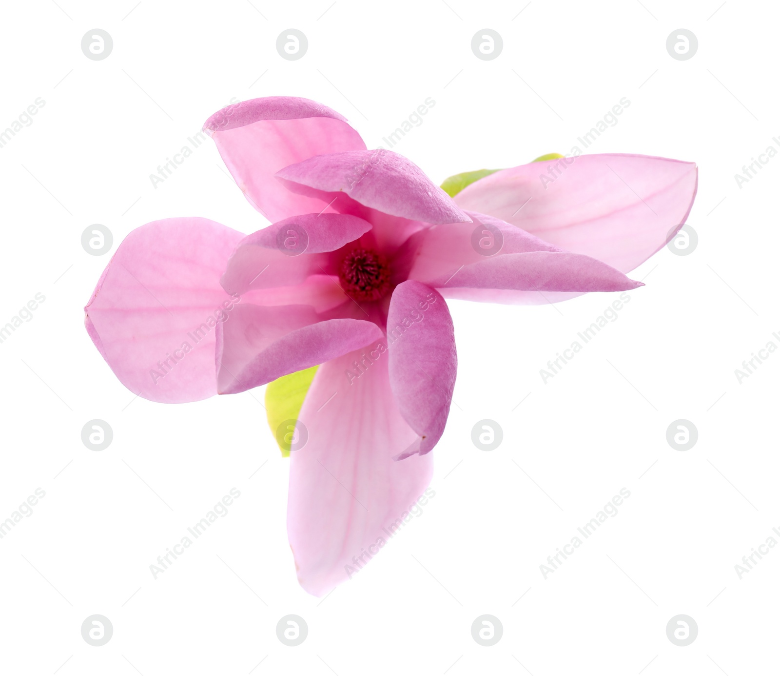 Photo of Beautiful pink magnolia flower isolated on white