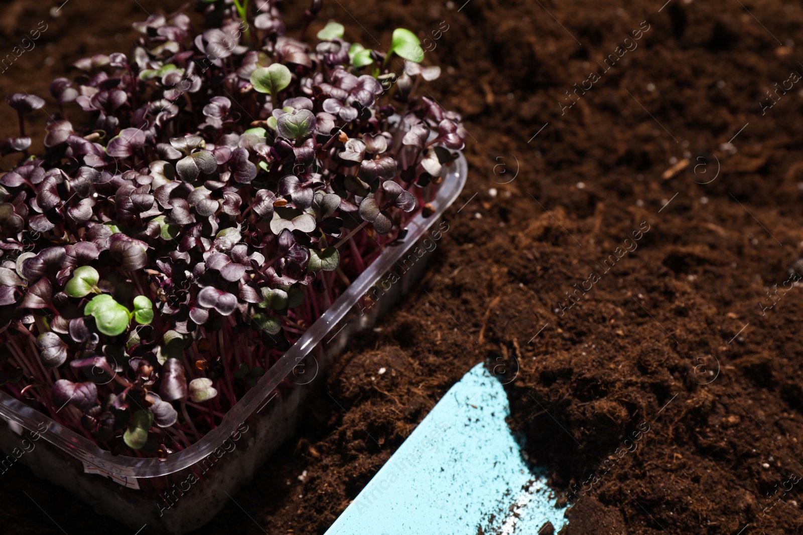 Photo of Fresh organic microgreen and shovel on soil in garden, closeup