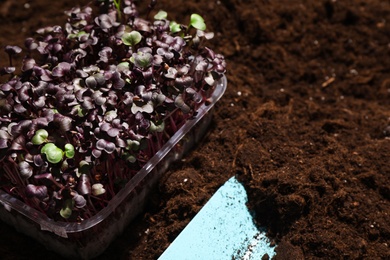 Photo of Fresh organic microgreen and shovel on soil in garden, closeup