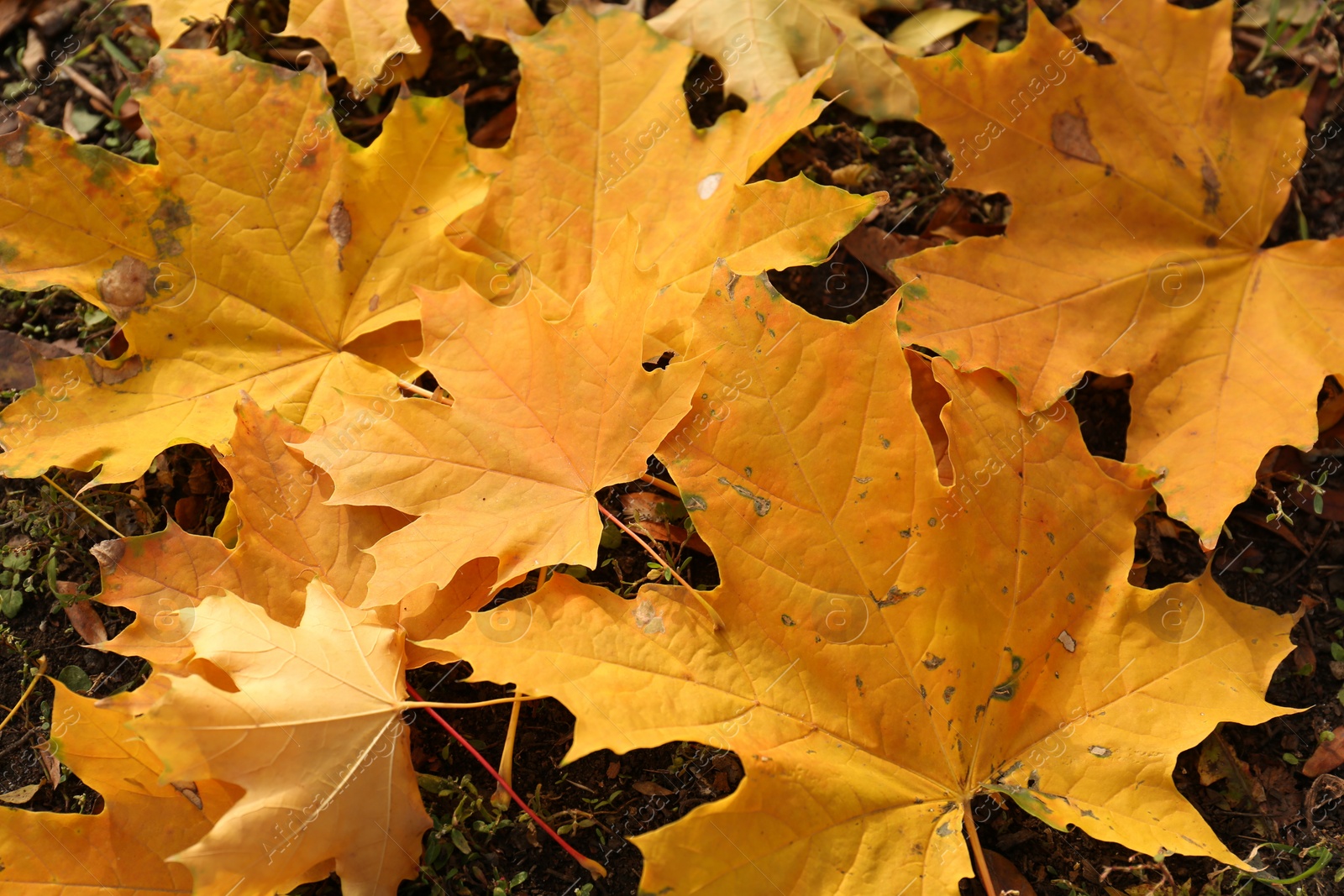 Photo of Beautiful dry leaves on ground outdoors, flat lay. Autumn season