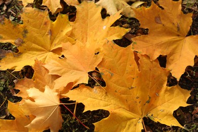 Photo of Beautiful dry leaves on ground outdoors, flat lay. Autumn season