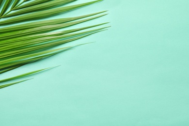 Photo of Beautiful tropical Sago palm leaf on color background, top view