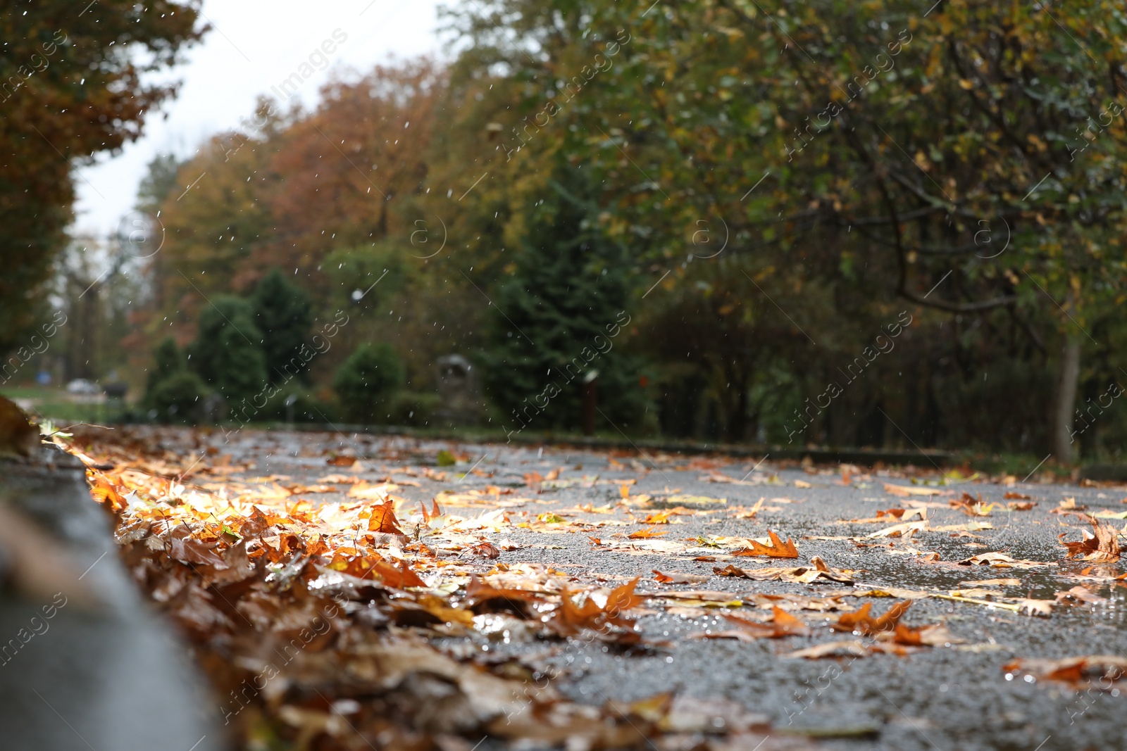 Photo of Beautiful view of pathway with fallen leaves in autumn park on rainy day, closeup
