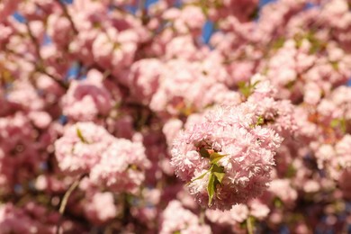 Beautiful blossoming sakura tree with pink flowers outdoors, space for text. Spring season