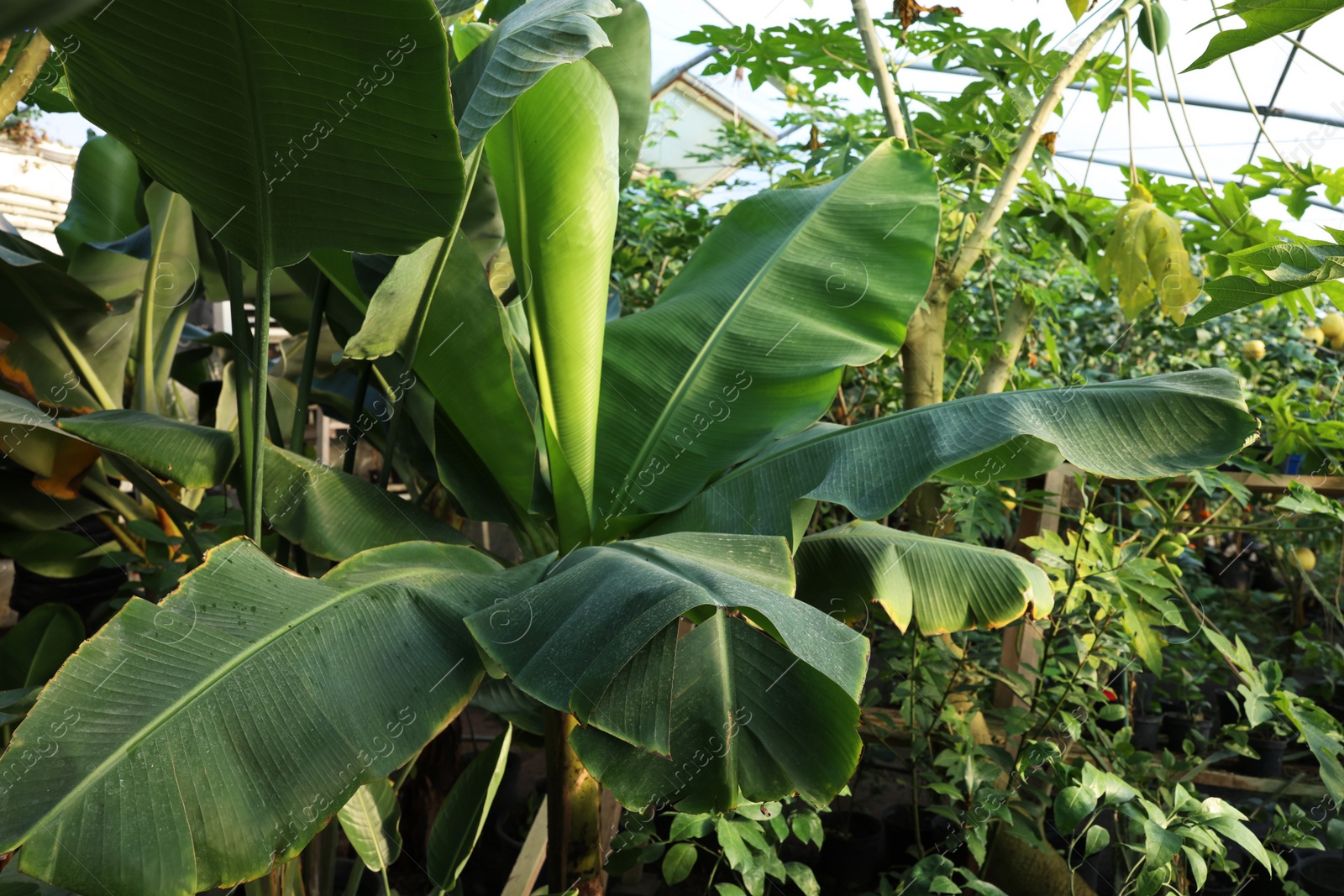 Photo of Beautiful banana tree with lush leaves growing in greenhouse