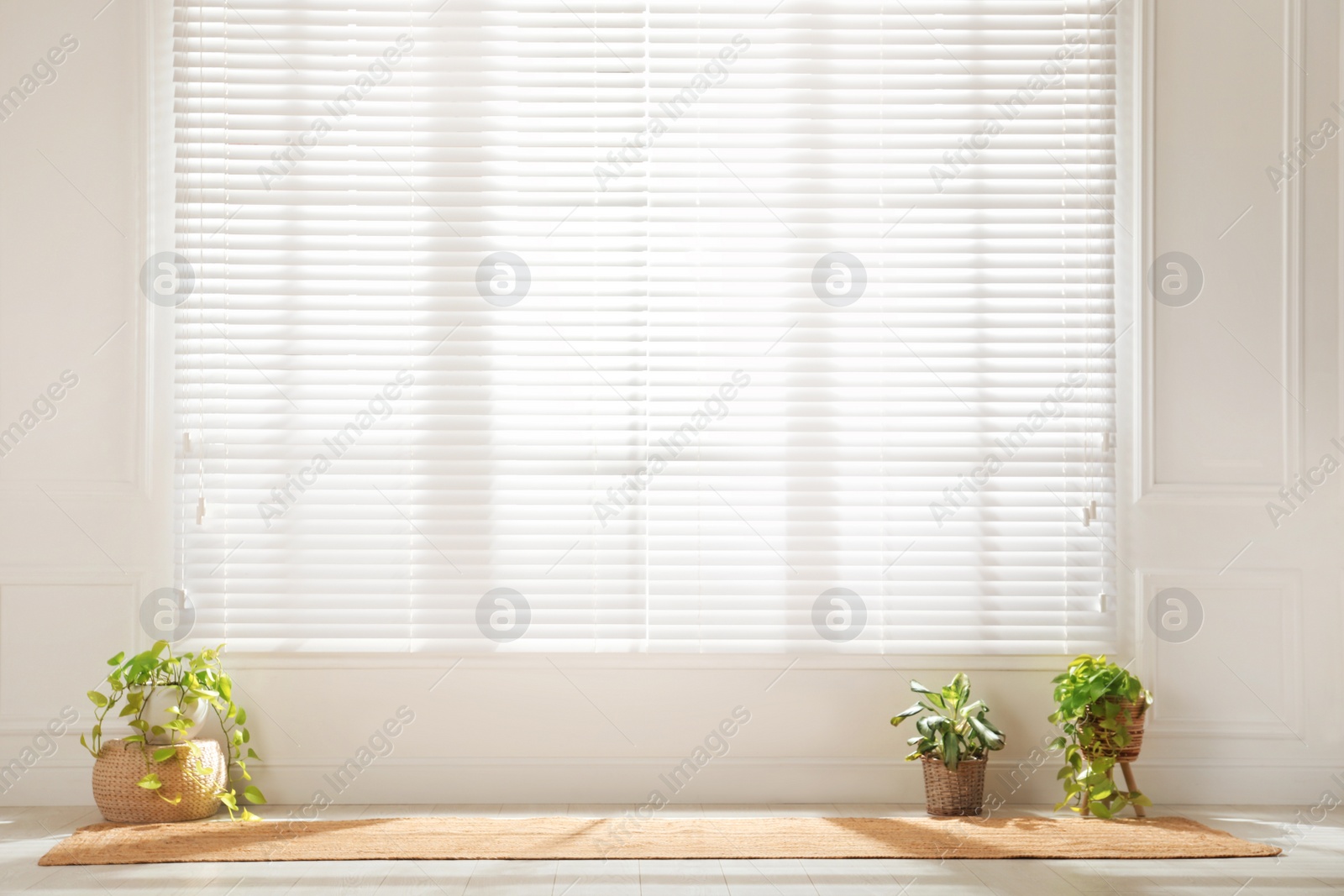 Photo of Rug and green houseplants near large window with blinds in spacious room. Interior design