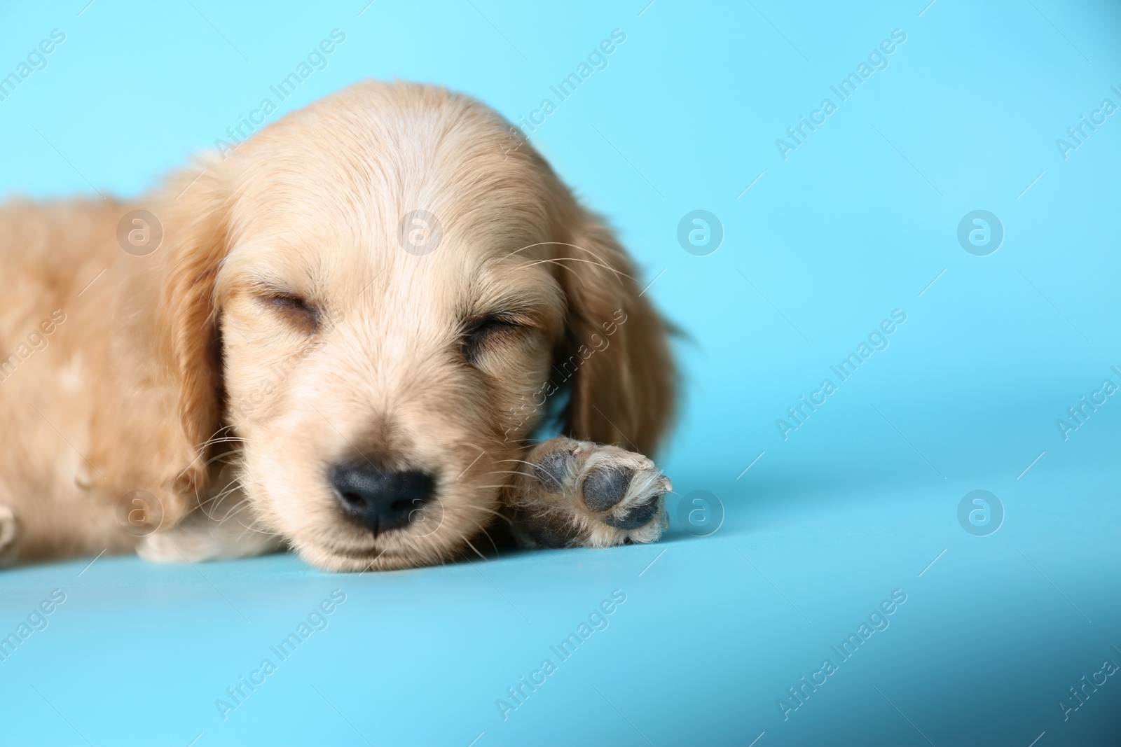 Photo of Cute English Cocker Spaniel puppy sleeping on light blue background. Space for text