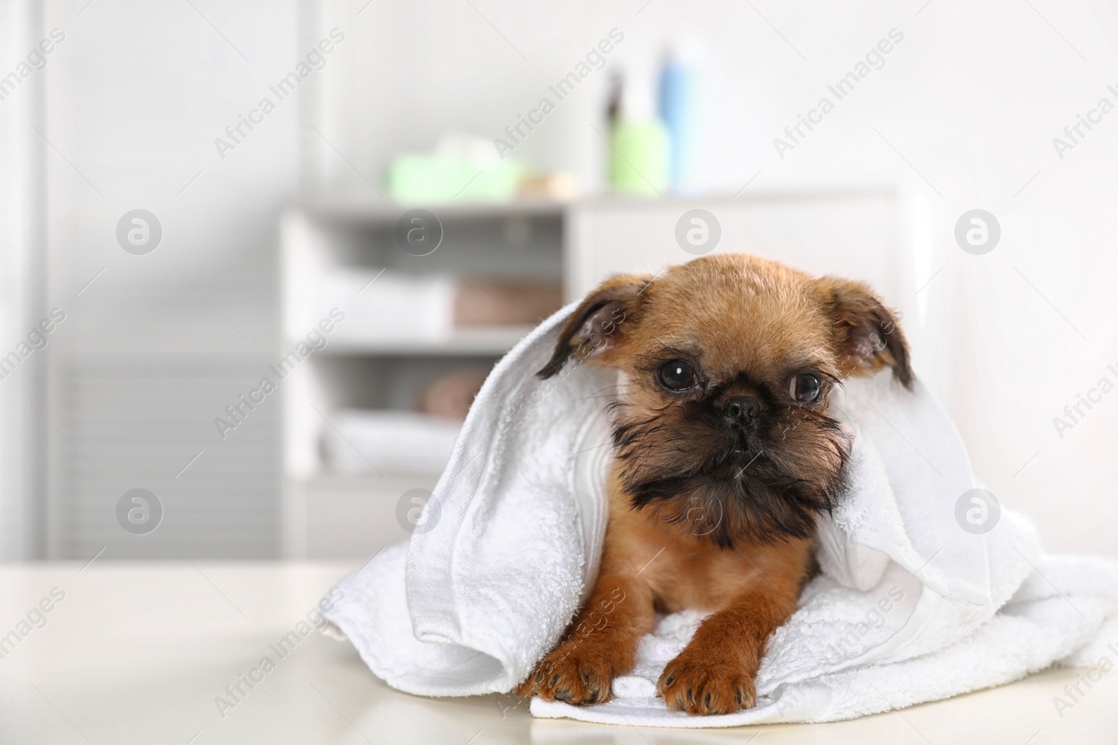 Photo of Studio portrait of funny Brussels Griffon dog with towel in bathroom