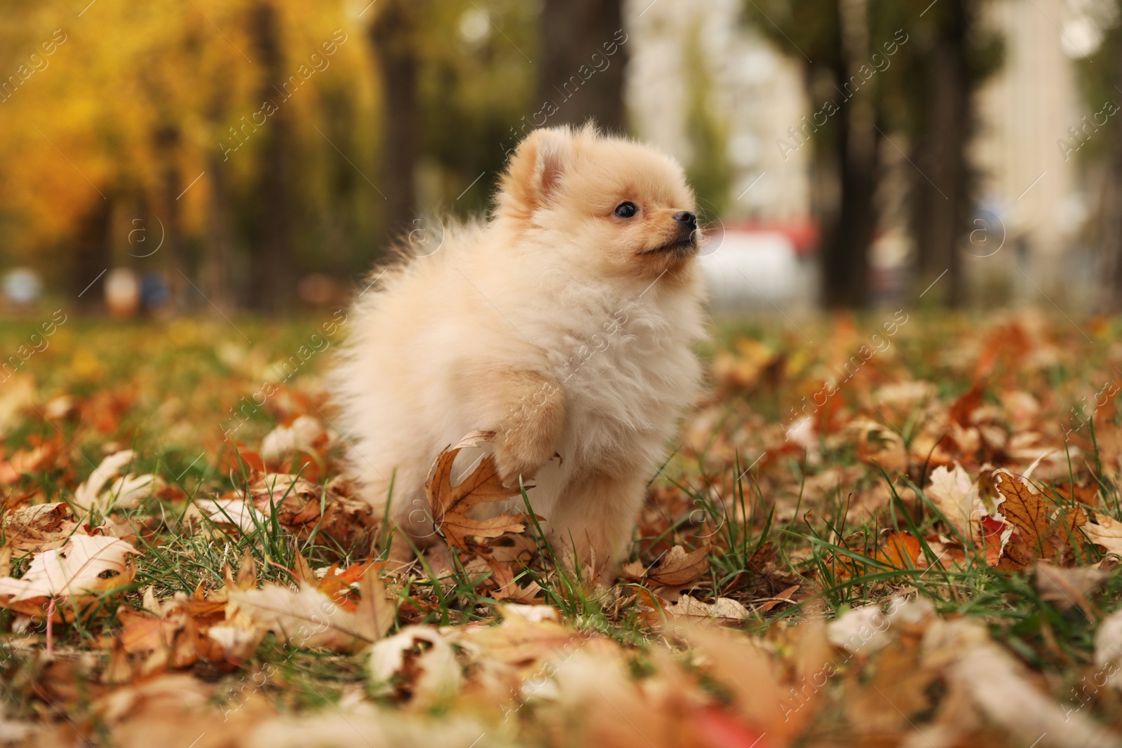 Photo of Cute fluffy dog in park on autumn day