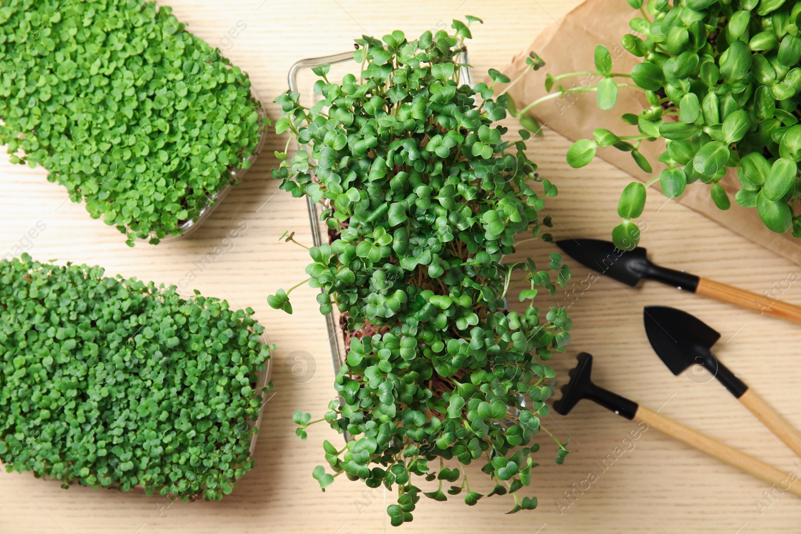 Photo of Fresh organic microgreens and gardening tools on wooden table, flat lay