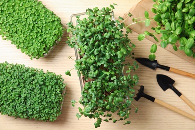 Photo of Fresh organic microgreens and gardening tools on wooden table, flat lay