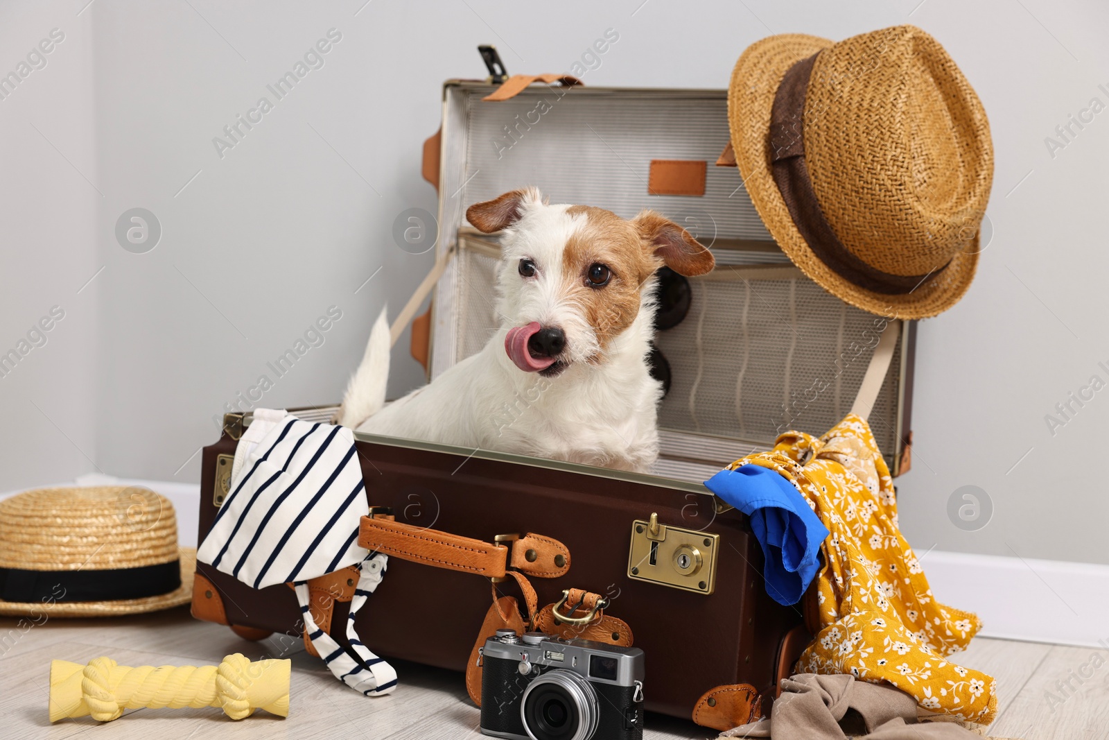 Photo of Travel with pet. Dog, clothes and suitcase indoors