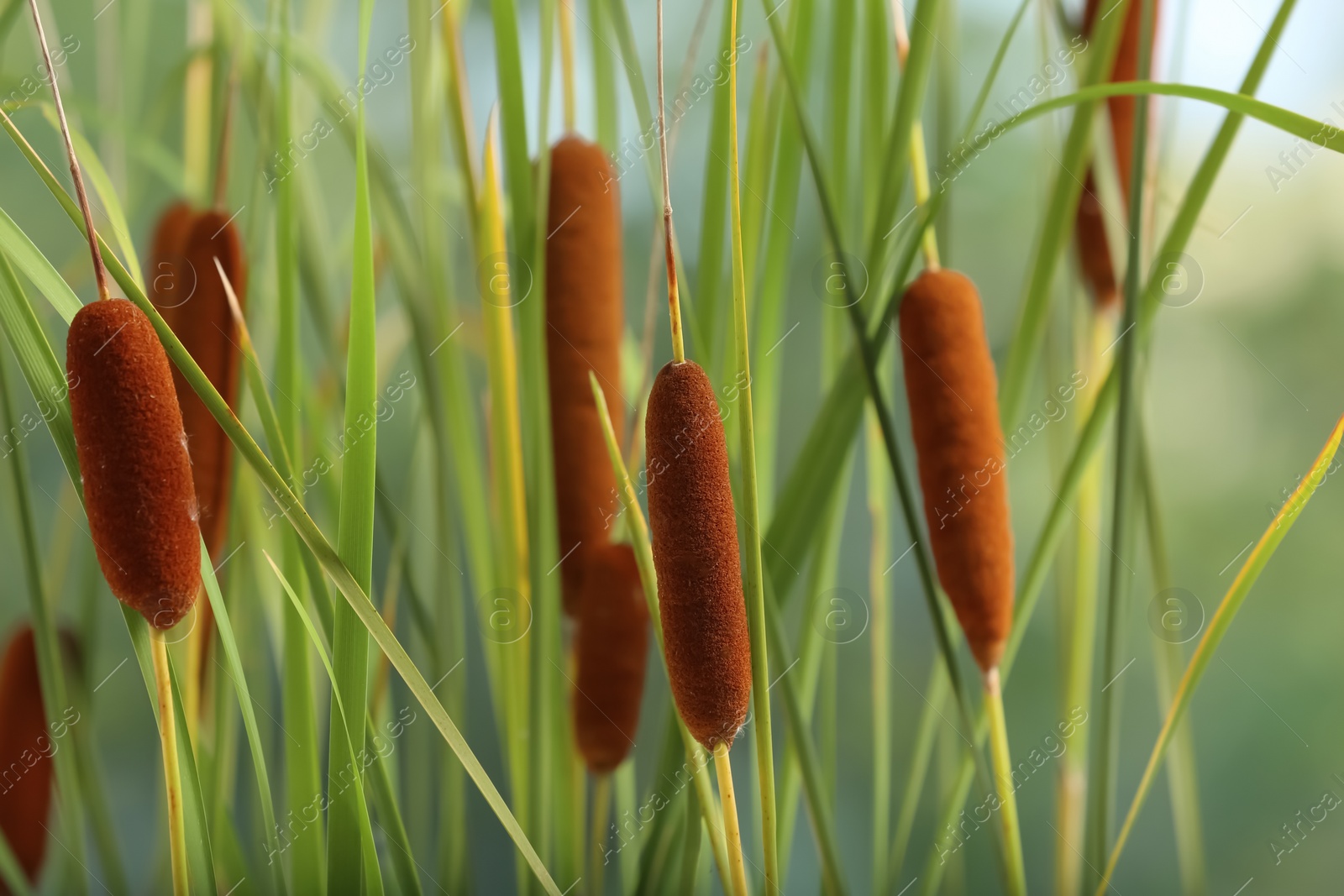 Photo of Beautiful reeds with brown catkins outdoors on sunny day