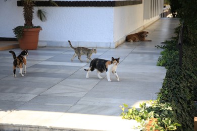 Photo of Lonely stray cats and dog near building outdoors. Homeless pet