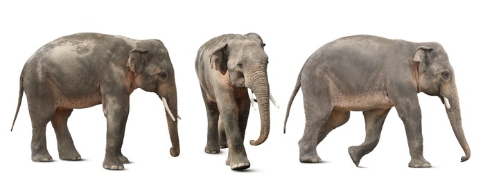 Image of Large elephants on white background, collage. Exotic animal 