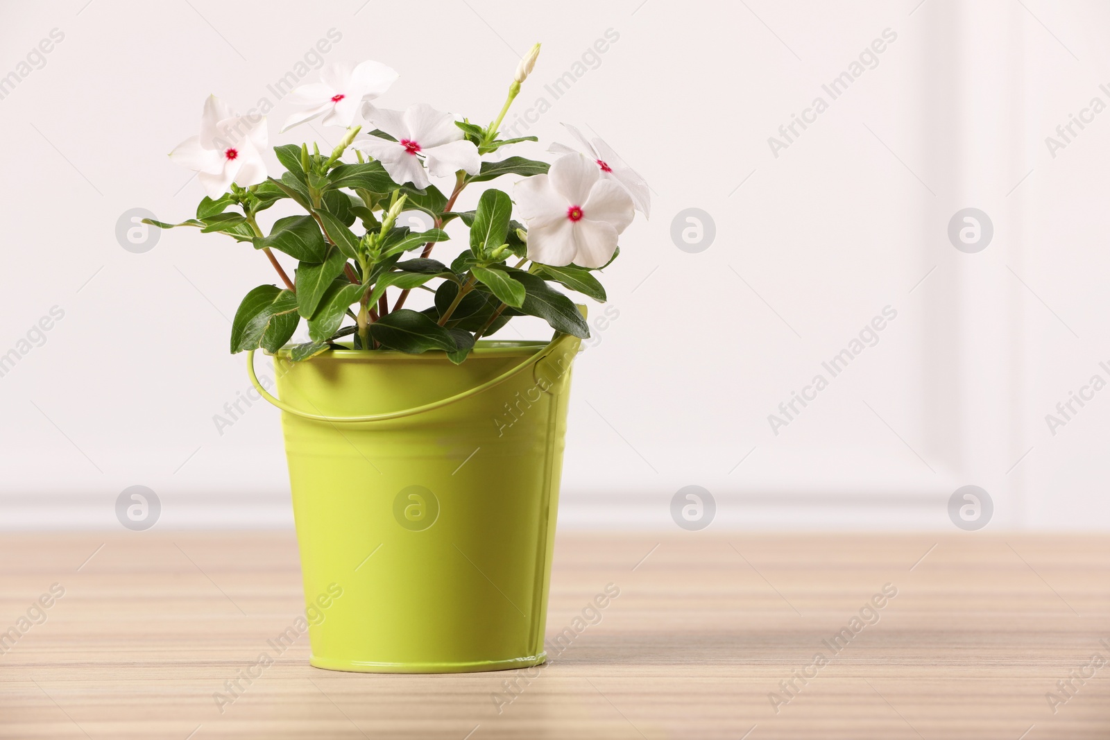 Photo of Beautiful potted catharanthus flower on wooden table near white wall, space for text