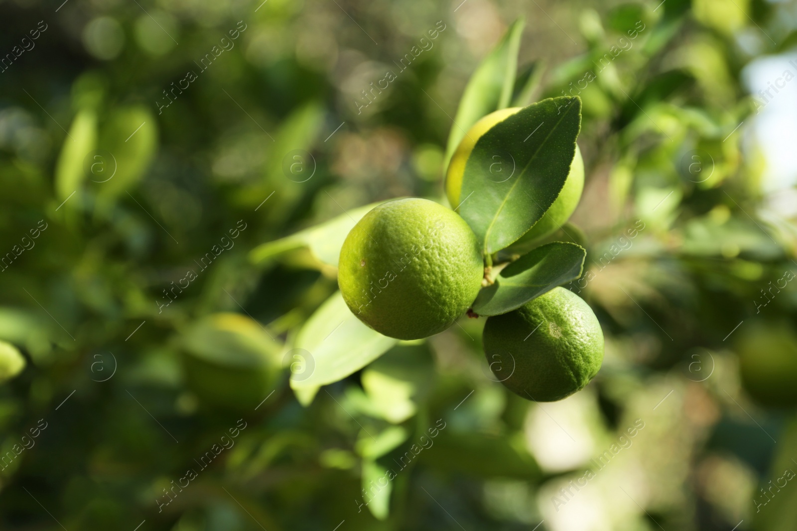 Photo of Ripe limes growing on tree branch in garden, closeup