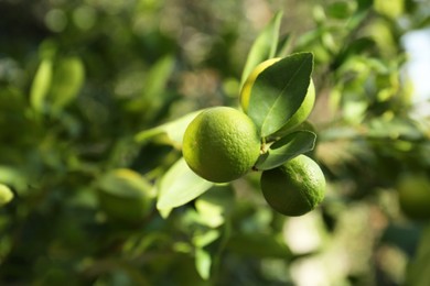 Photo of Ripe limes growing on tree branch in garden, closeup