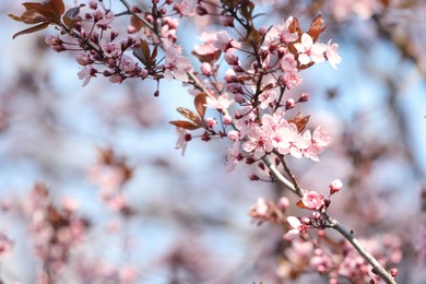 Beautiful spring pink blossoms on tree branches against blue sky. Space for text