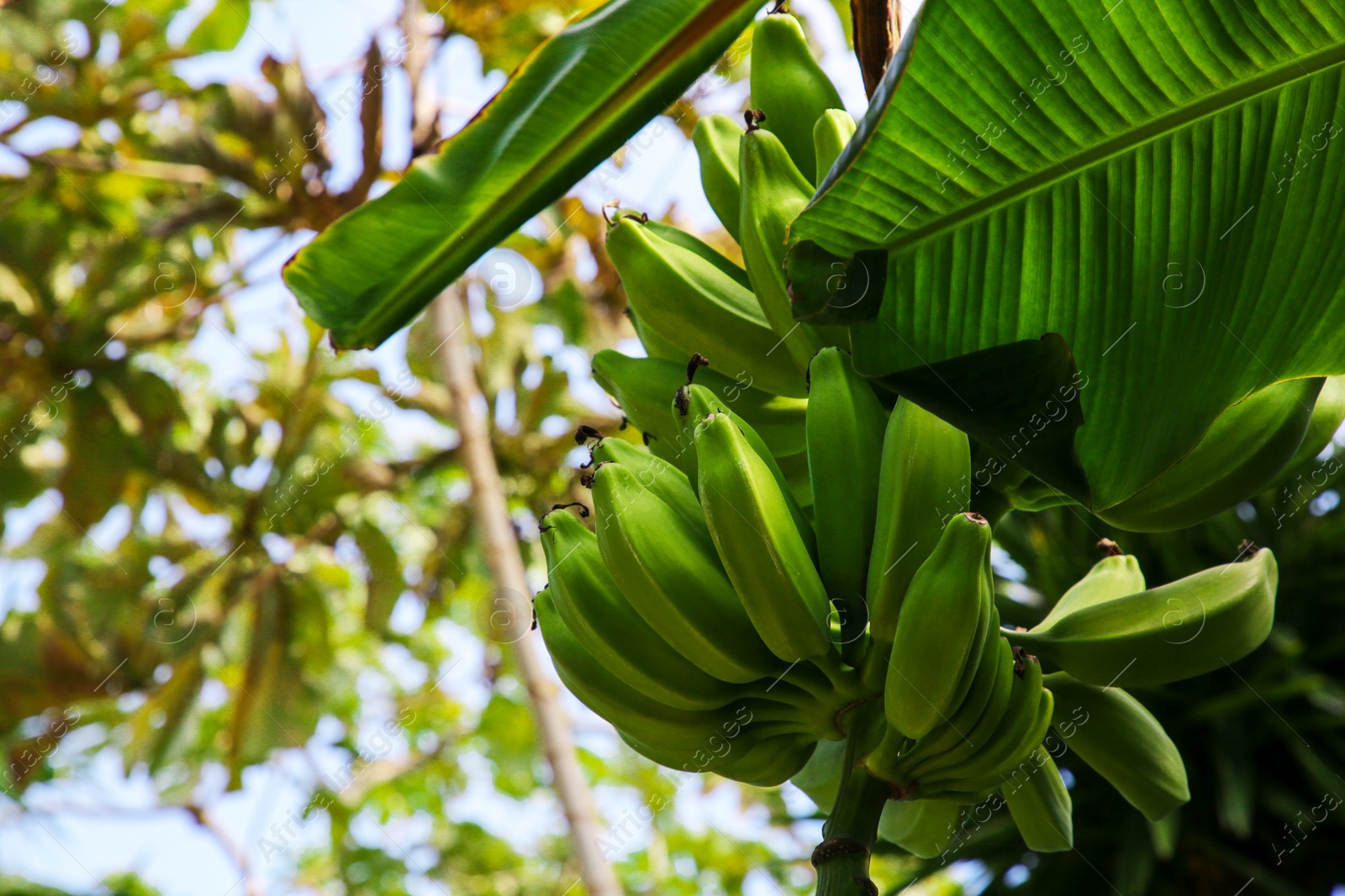 Photo of Unripe bananas growing on tree against blue sky