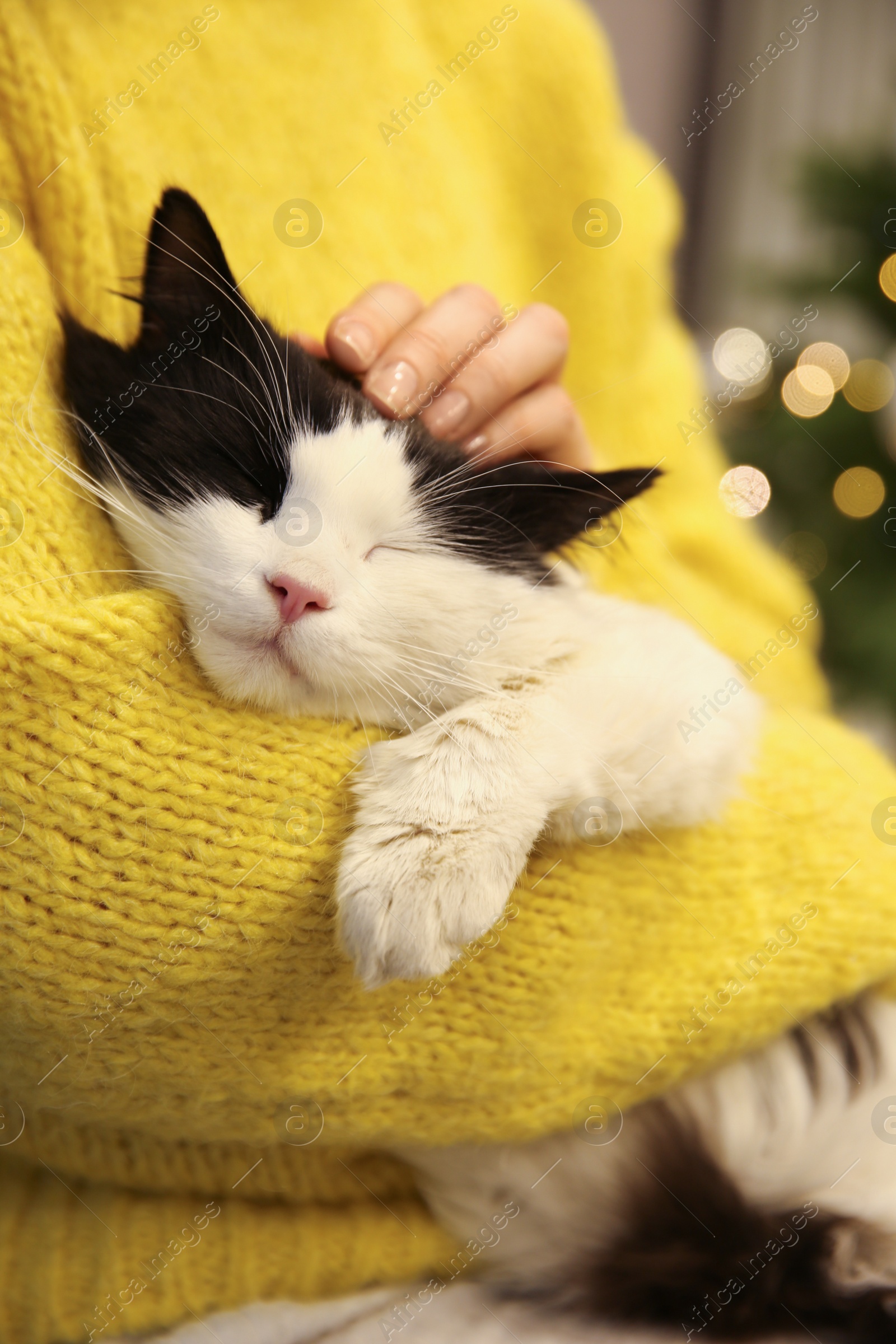 Photo of Woman stroking adorable cat in room with Christmas tree, closeup