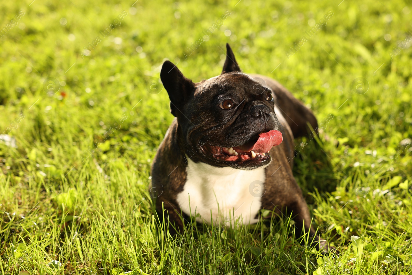 Photo of French Bulldog lying in green grass outdoors. Cute pet on walk