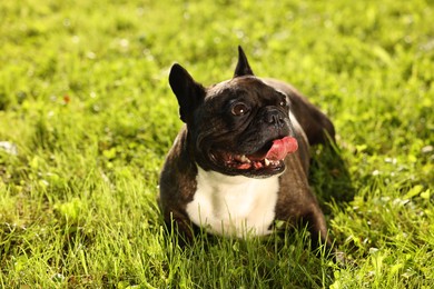 French Bulldog lying in green grass outdoors. Cute pet on walk