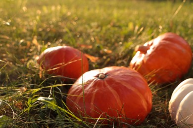 Many ripe pumpkins among green grass outdoors