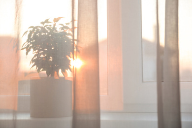 Photo of Ficus benjamina on window sill behind curtain at home. Space for text