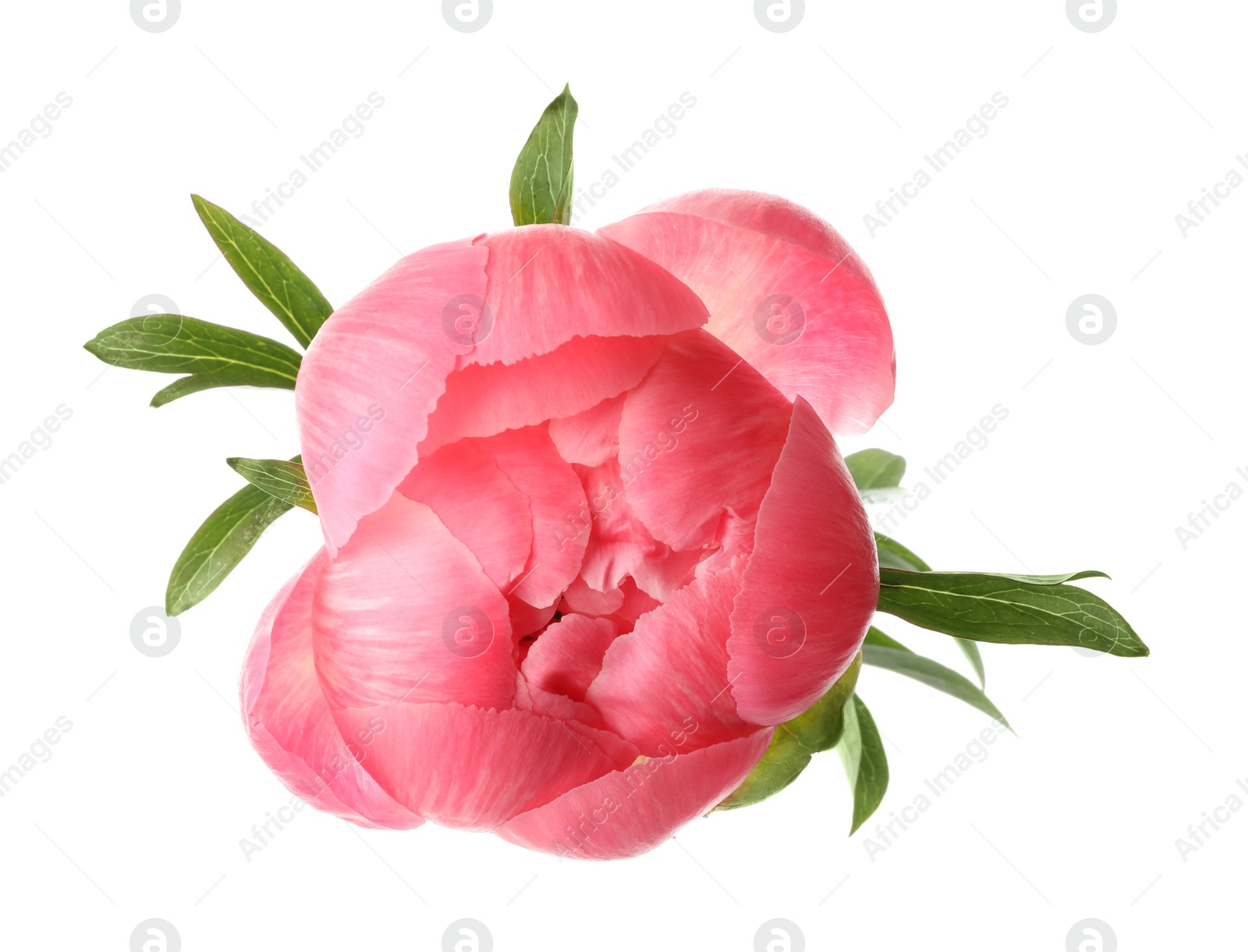 Photo of Beautiful pink peony bud isolated on white