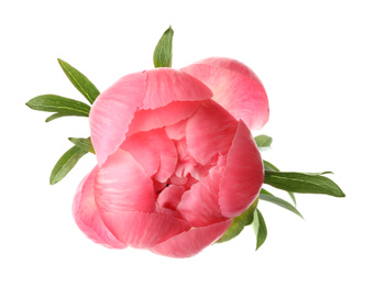 Beautiful pink peony bud isolated on white