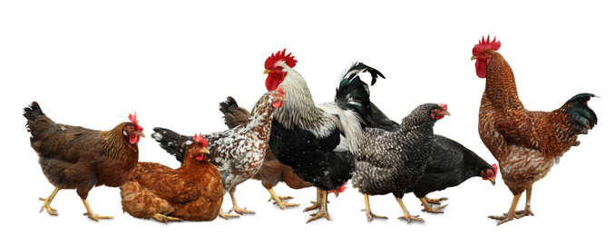 Beautiful chickens and roosters on white background