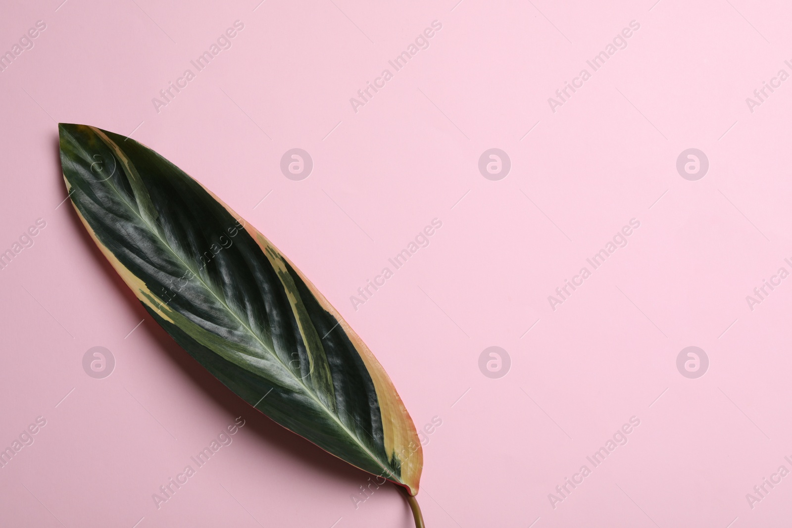 Photo of Leaf of tropical stromanthe plant on color background, top view with space for text