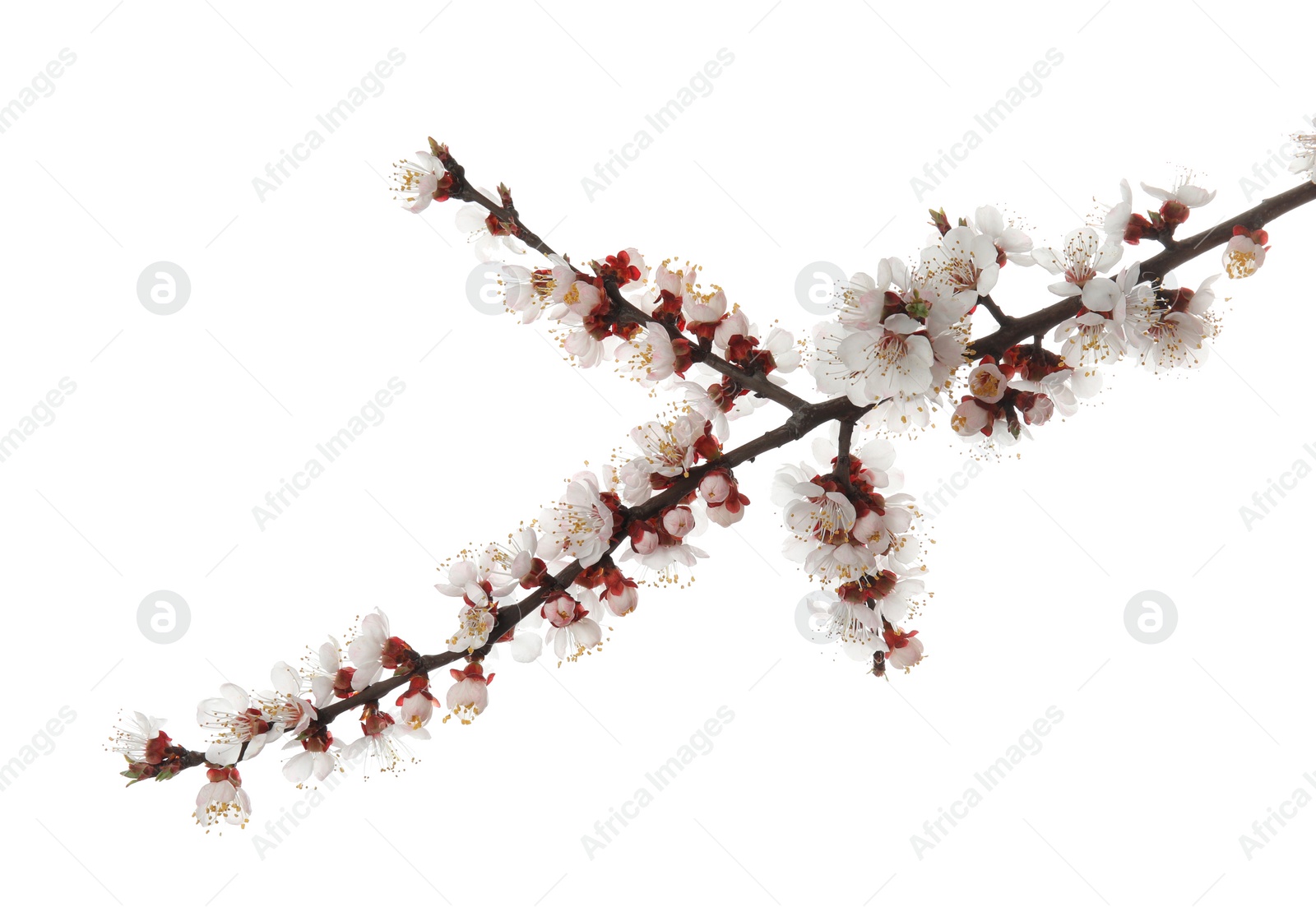 Photo of Beautiful blossoming apricot tree branch on white background