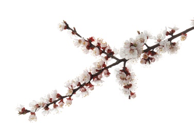 Photo of Beautiful blossoming apricot tree branch on white background