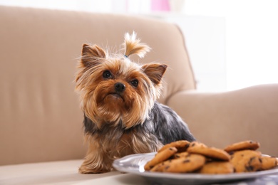 Photo of Yorkshire terrier on sofa near plate with cookies indoors, space for text. Happy dog