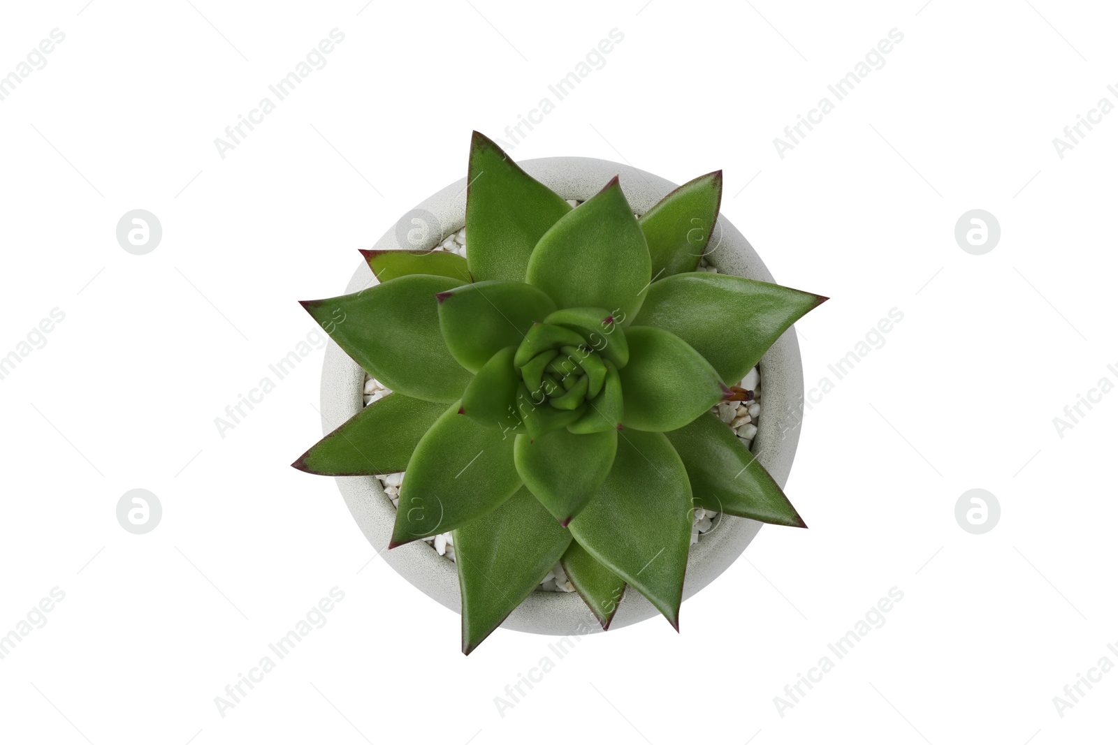 Photo of Beautiful succulent plant in pot isolated on white, top view