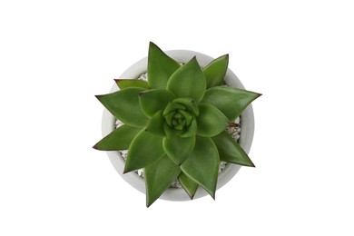 Photo of Beautiful succulent plant in pot isolated on white, top view
