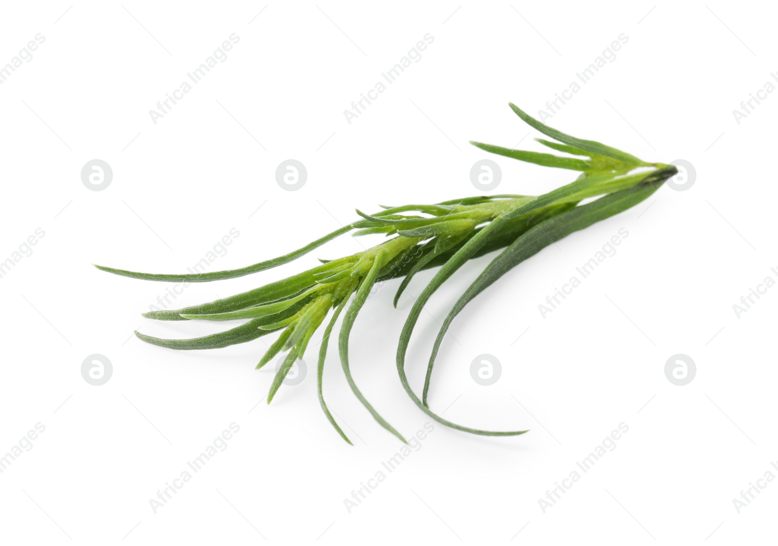 Photo of One sprig of fresh tarragon on white background