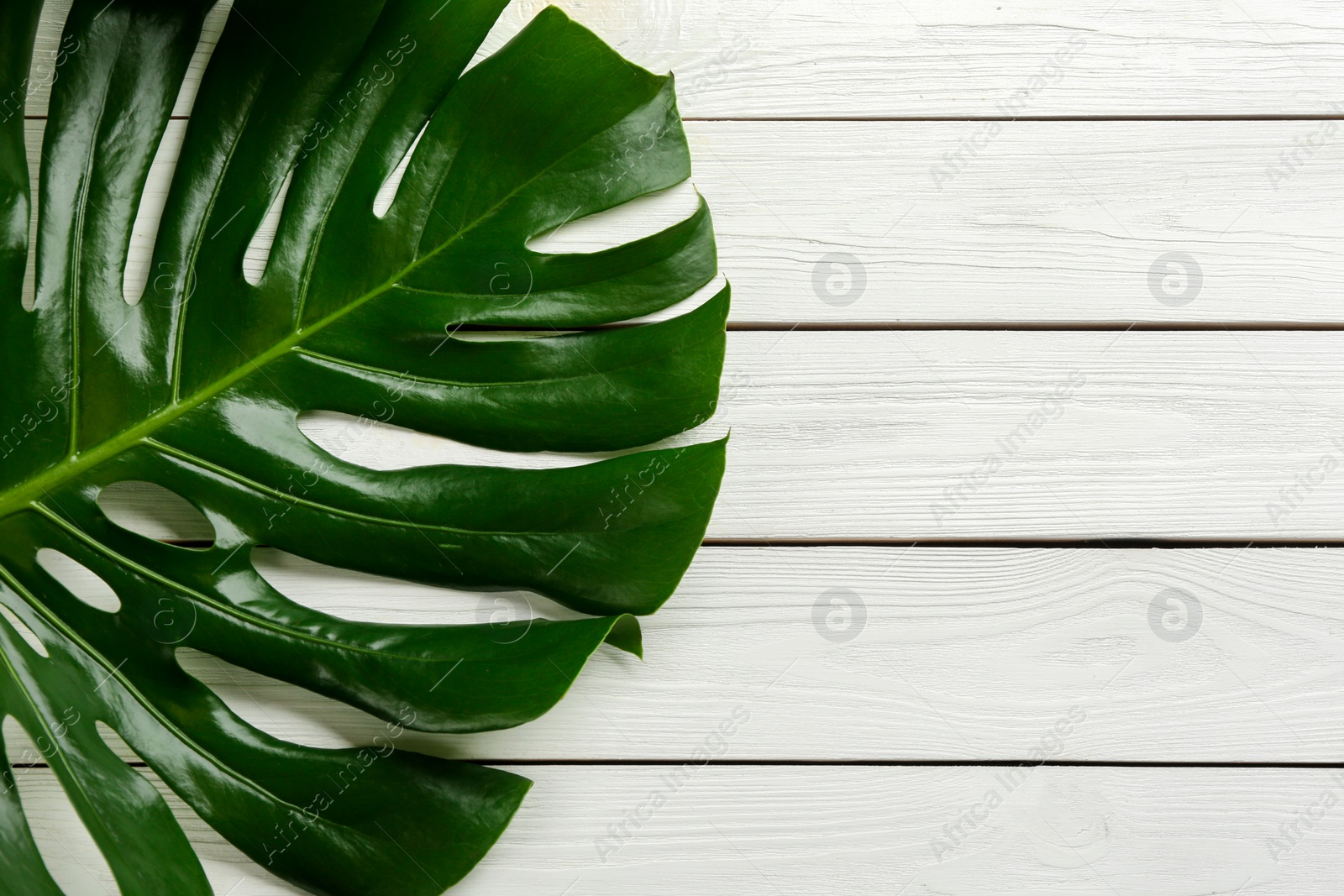Photo of Beautiful monstera leaf on white wooden background, top view with space for text. Tropical plant