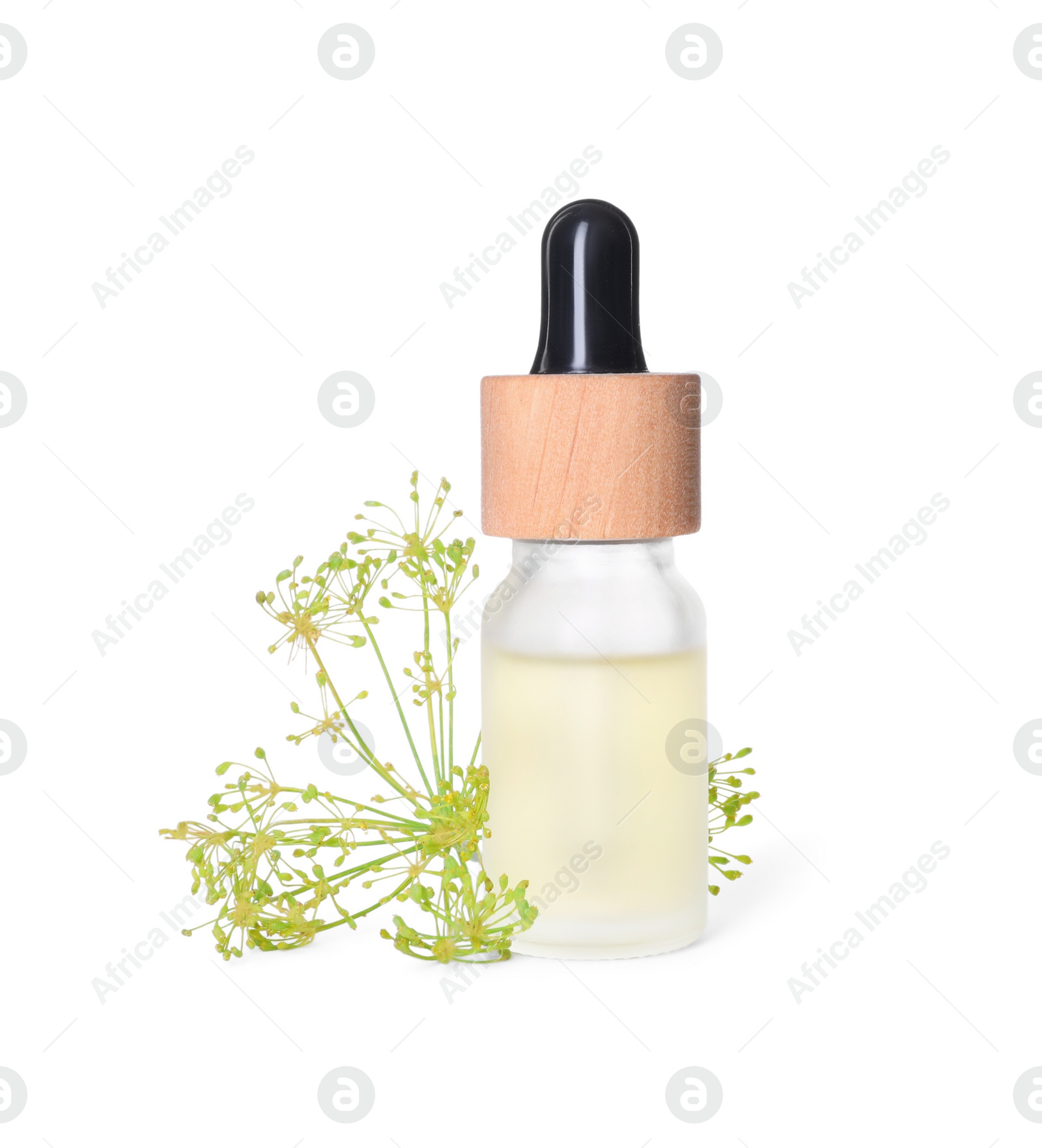 Photo of Bottle of essential oil and fresh dill isolated on white