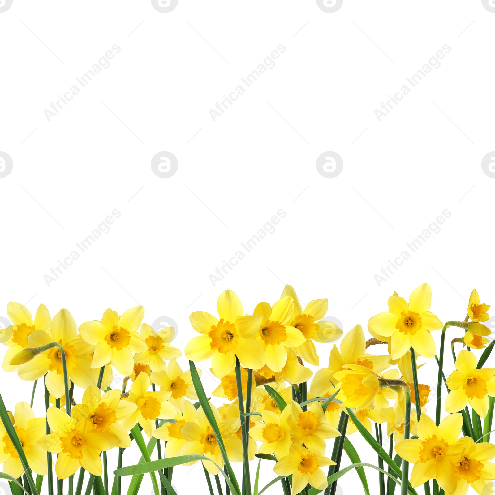 Image of Many beautiful yellow daffodils on white background