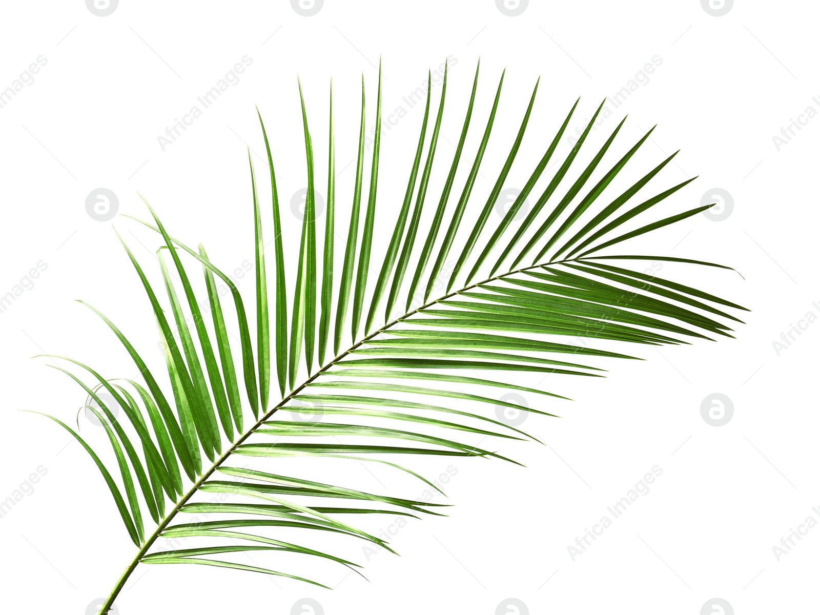 Photo of Fresh tropical date palm leaf on white background