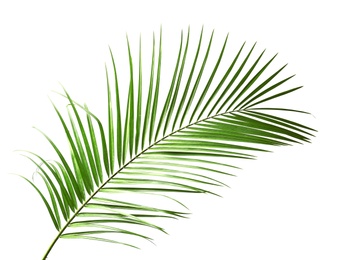 Photo of Fresh tropical date palm leaf on white background