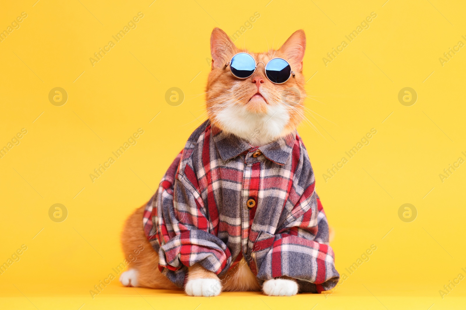 Photo of Cute ginger cat in stylish sunglasses and checkered shirt on yellow background