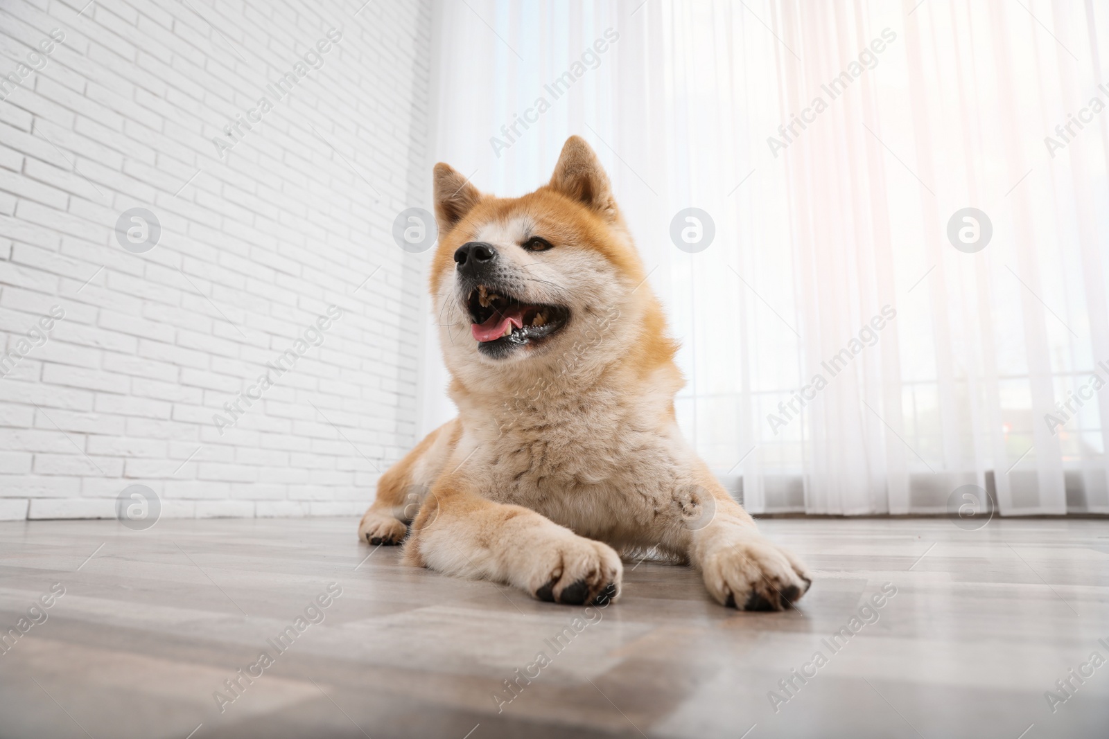 Photo of Cute Akita Inu dog on floor near window indoors